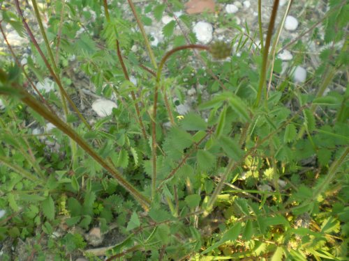 Sanguisorba cfr. minor