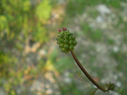 Sanguisorba cfr. minor