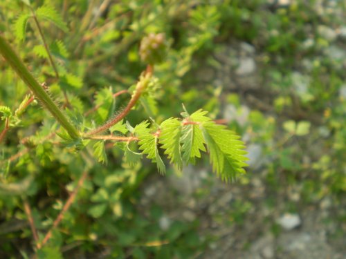 Sanguisorba cfr. minor