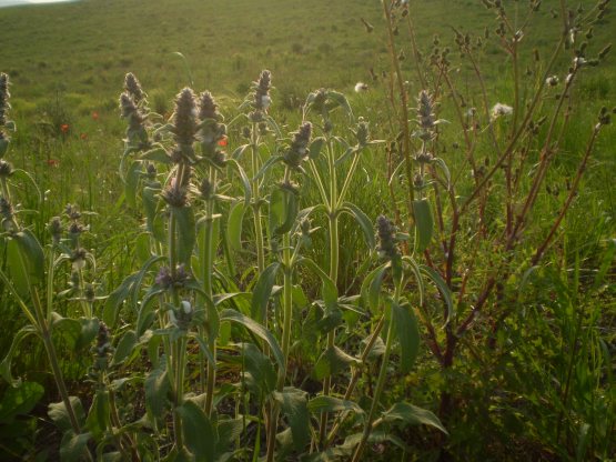 Stachys germanica?