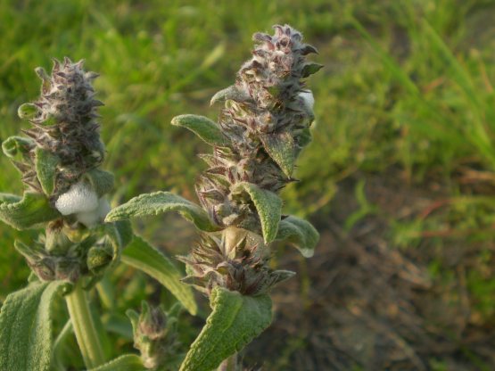 Stachys germanica?