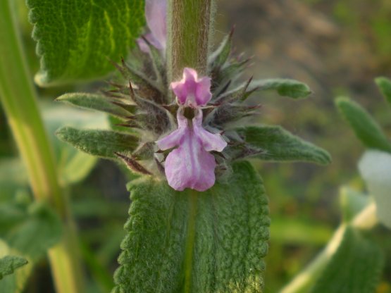 Stachys germanica?