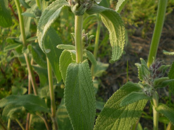 Stachys germanica?