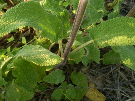 Stachys germanica?