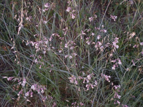 Silene vulgaris s.l.