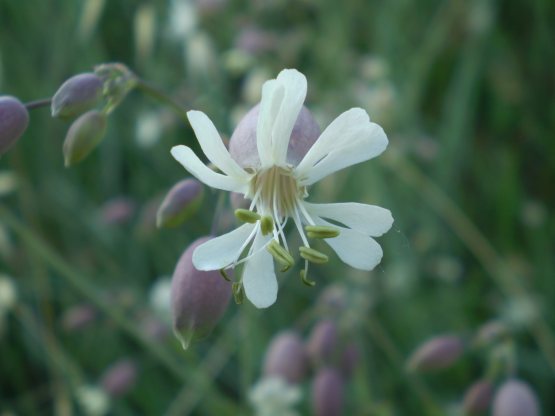 Silene vulgaris s.l.