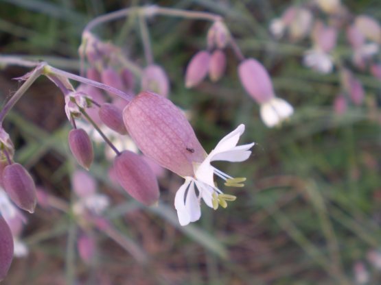 Silene vulgaris s.l.