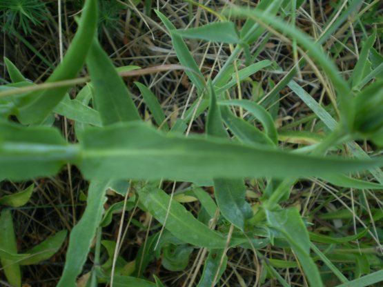 Silene vulgaris s.l.