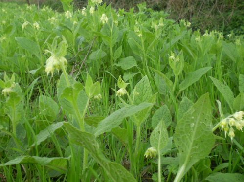 Symphytum bulbosum