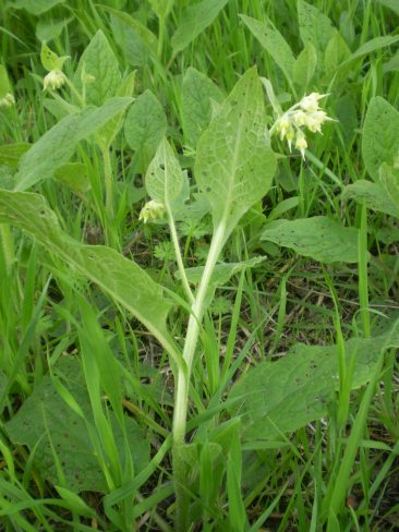 Symphytum bulbosum