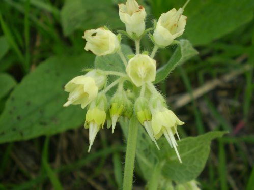 Symphytum bulbosum