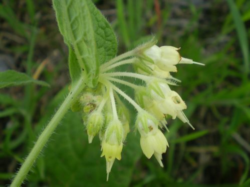 Symphytum bulbosum