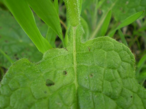 Symphytum bulbosum