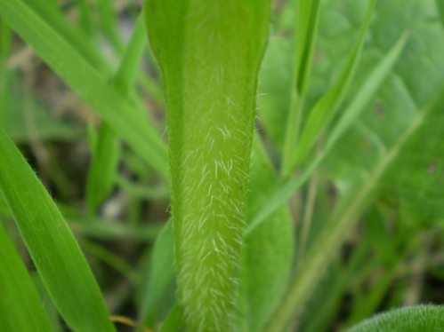 Symphytum bulbosum