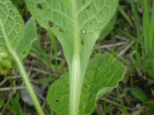 Symphytum bulbosum