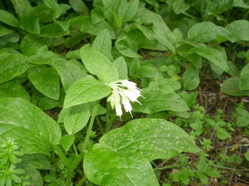 Symphytum bulbosum