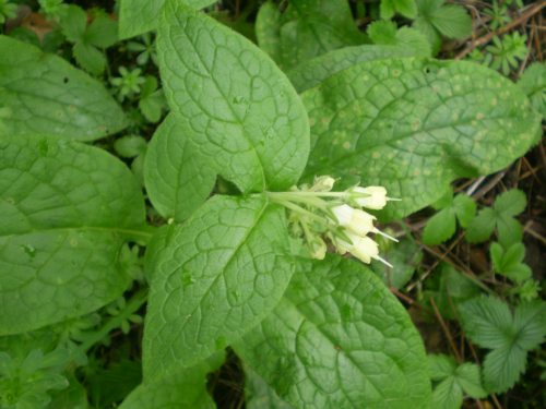 Symphytum bulbosum