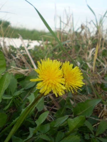 asteraceae - Taraxacum sp.