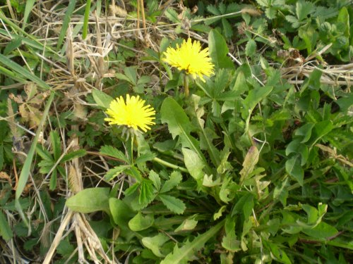 asteraceae - Taraxacum sp.