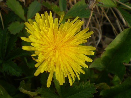 asteraceae - Taraxacum sp.