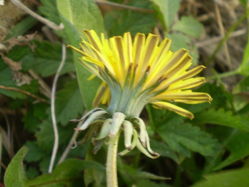 asteraceae - Taraxacum sp.