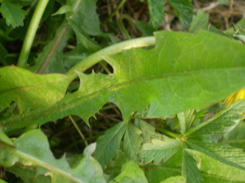 asteraceae - Taraxacum sp.