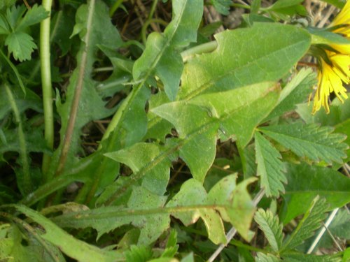 asteraceae - Taraxacum sp.