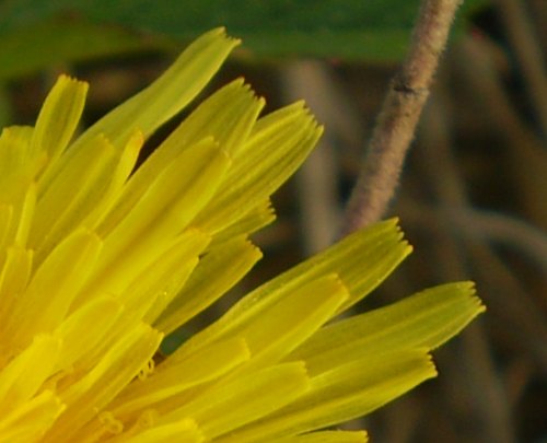 asteraceae - Taraxacum sp.