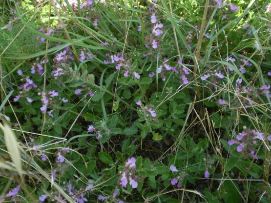 Teucrium chamaedrys