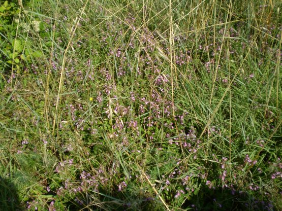 Teucrium chamaedrys