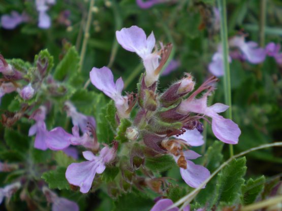 Teucrium chamaedrys