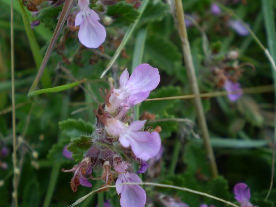 Teucrium chamaedrys