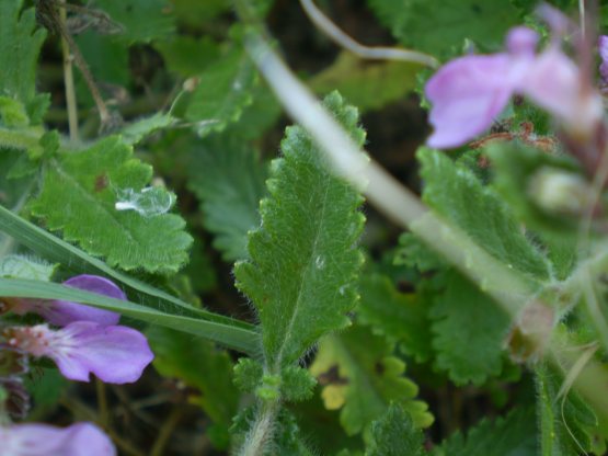 Teucrium chamaedrys