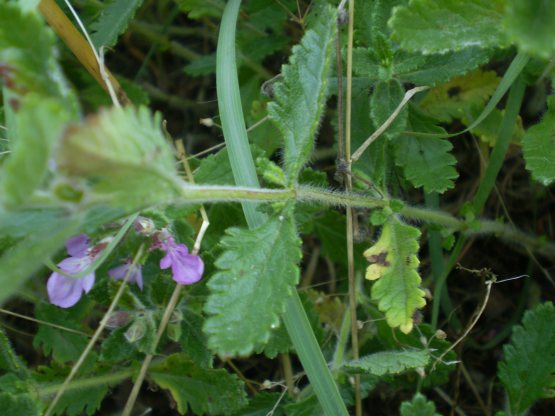 Teucrium chamaedrys