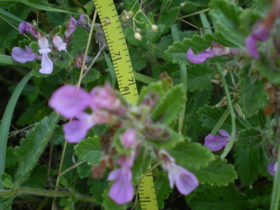 Teucrium chamaedrys