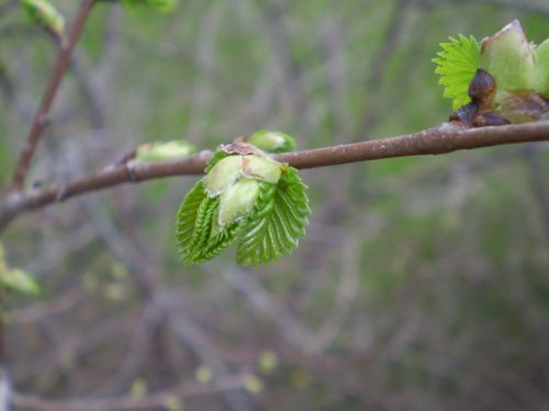 Ulmus sp.? + galle?