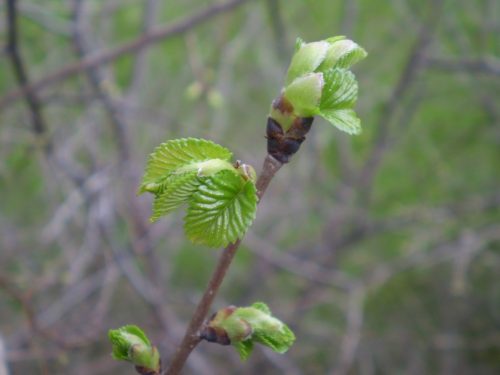 Ulmus sp.? + galle?