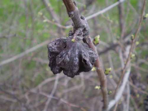 Ulmus sp.? + galle?