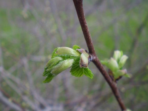 Ulmus sp.? + galle?