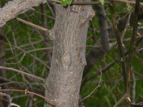 Ulmus sp.? + galle?