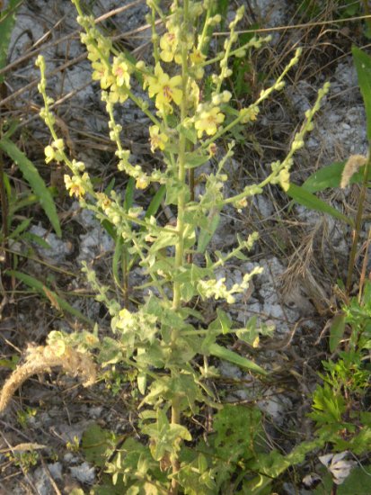 Verbascum sinuatum