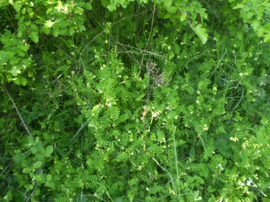 Vicia hybrida