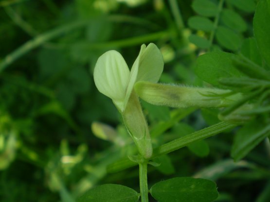 Vicia hybrida