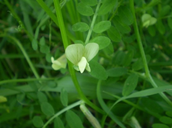 Vicia hybrida