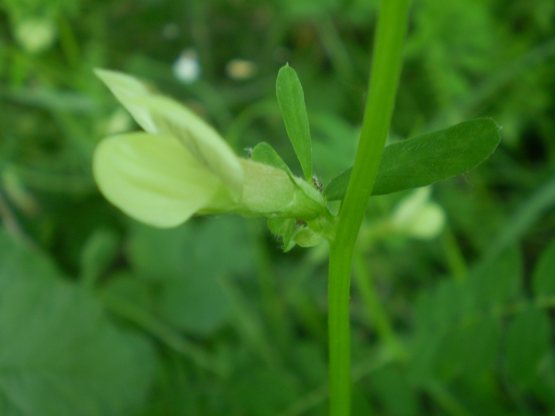 Vicia hybrida