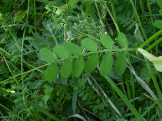 Vicia hybrida