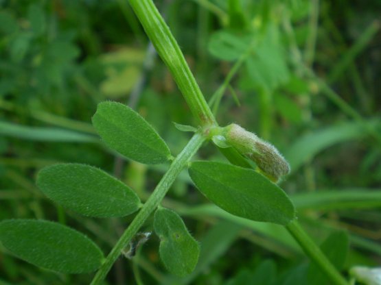 Vicia hybrida