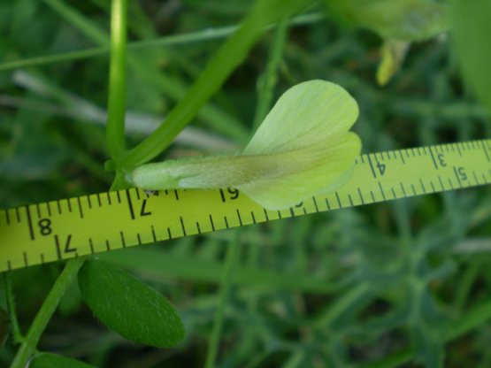 Vicia hybrida