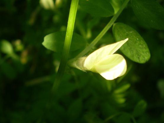 Vicia hybrida