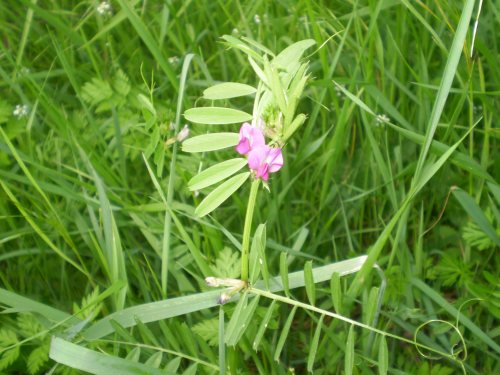 Vicia sativa